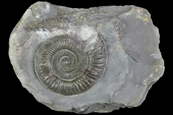 Dactylioceras Ammonite Fossil - England #84917